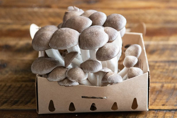 Organic Mushroom Box