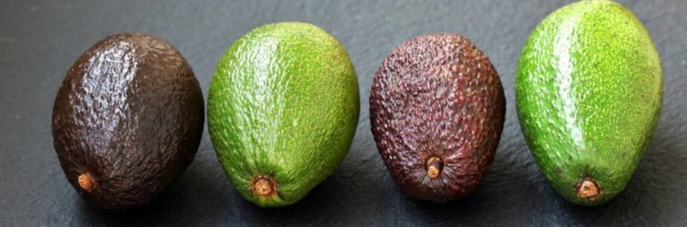 Fresh organic avocados assorted varieties
