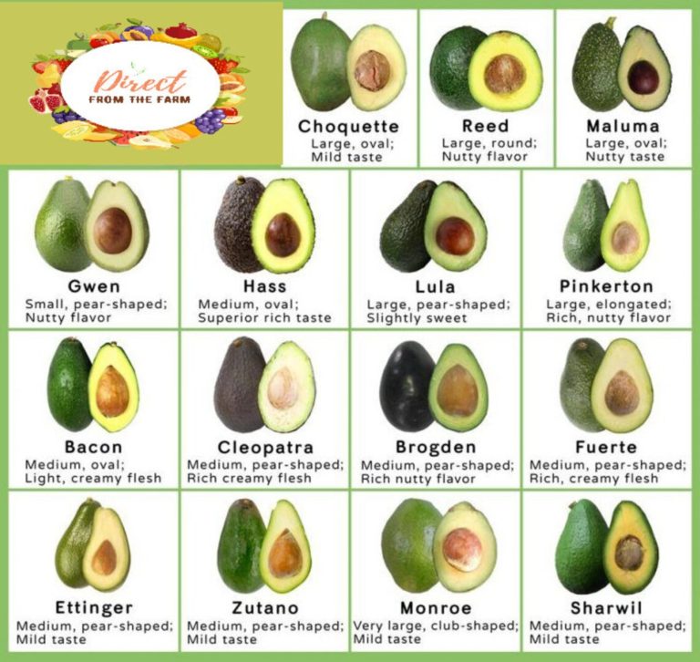 Organic avocado types and varieties selection