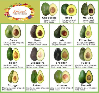 Organic avocado types and varieties selection
