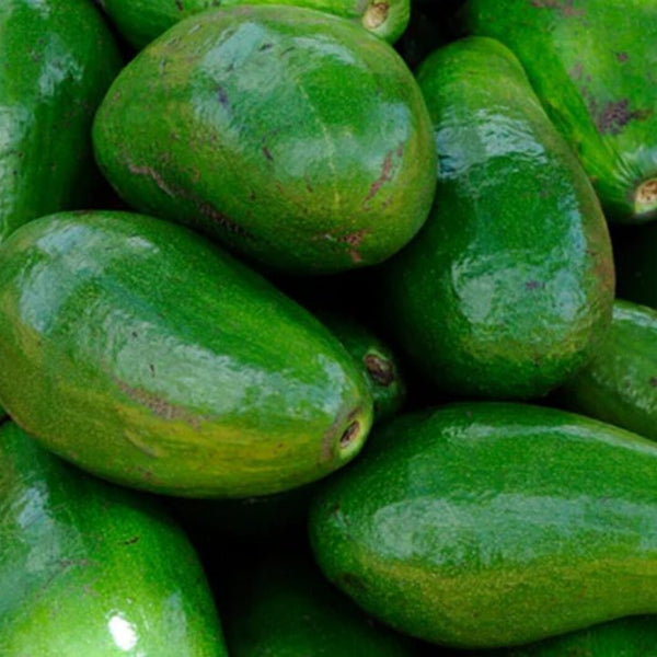 Organic Avocado Box - Avocado Gift Box