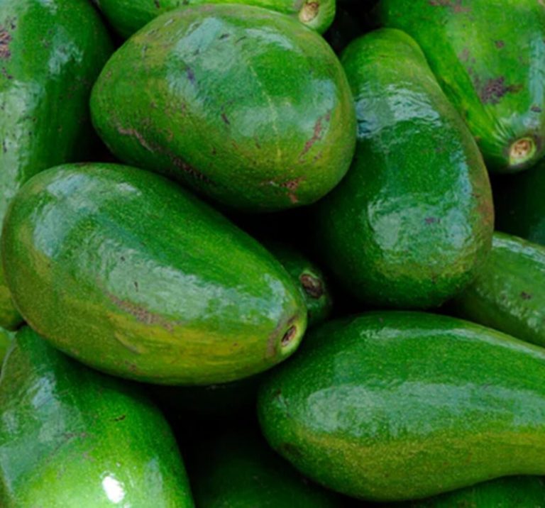 Fresh organic avocados in bulk avocado gift box