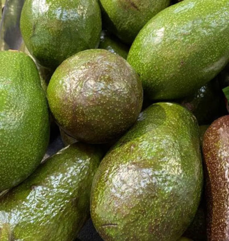 Organic Hass avocados fresh from Florida farm